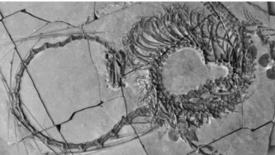 العثور على أحفورة لـ”التنين الصيني” عمرها 240 مليون عام